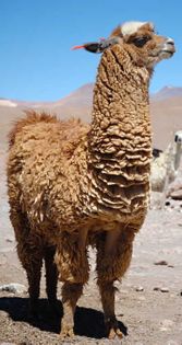 [Vidéo] Casela World of Adventures: pour des expériences encore plus sensorielles