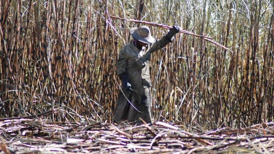 Industrie cannière: baisse de 31% du prix du sucre à partir de 2017