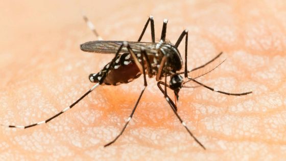 Virus Zika: la France demande aux femmes enceintes de ne pas aller aux Antilles et en Guyane