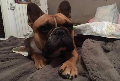 Importé de France: un chien tué par la chaleur à l’aéroport