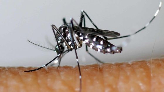 Virus Zika: la Santé rassure mais appelle à la prudence