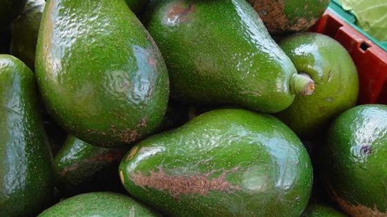 Prolifération de mouches à fruits: des pertes de plus de 25 % chez les planteurs de l’Est