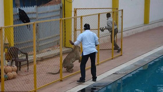 Inde: un léopard attaque plusieurs personnes dans une école