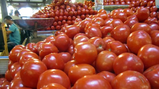 Pomme d’amour à Rs 100 la livre