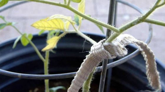 5 astuces pour protéger les plantes face aux intempéries