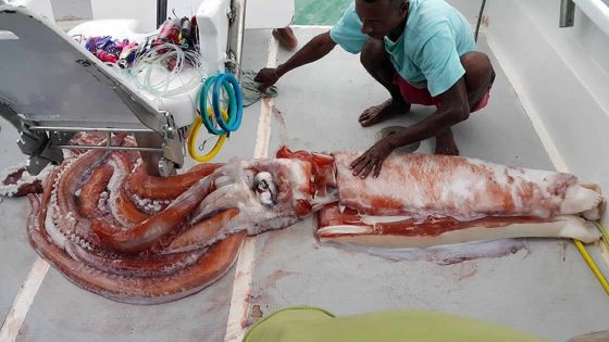 Un énorme calamar fait le buzz sur Facebook