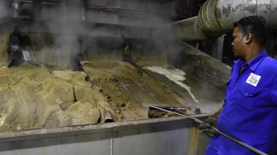 Alteo produira 100 000 tonnes de sucre au Kenya