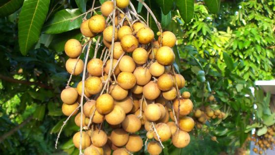 Longanes : la récolte risque d'être moins juteuse  