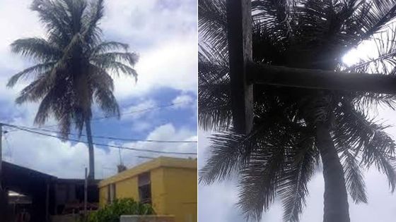 Problème de bon voisinage: querelle de papayer ou de cocotier