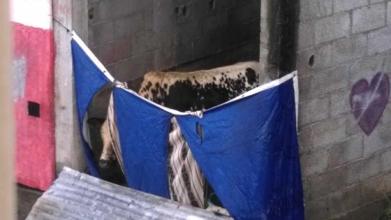 Maltraitance d’animaux: un boeuf enfermé au fond d’un garage
