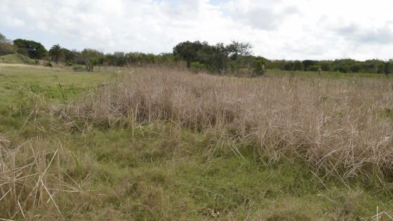 Projet de centrale à les Salines: les recommandations de Mott Macdonald dévoilées