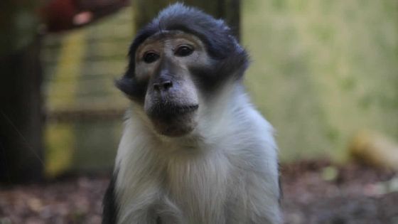 Nouvelle-Découverte: un singe agresse un planton dans une salle de classe