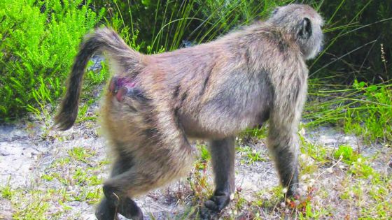 Dans l’Est: des singes sèment la panique à l’école