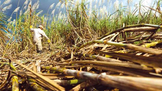 Agricultural Sector: A buoyant future despite setbacks