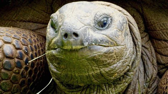 Ouverture de l’«air corridor» : deux tortues de Casela comme cadeau à Singapour