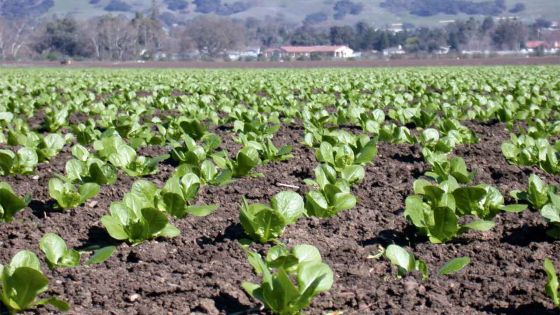 Seeds sector development gets foreign help