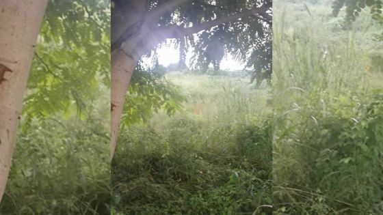 Riche-Terre: un chien retrouvé pendu ; la MSAW dénonce cet acte de cruauté