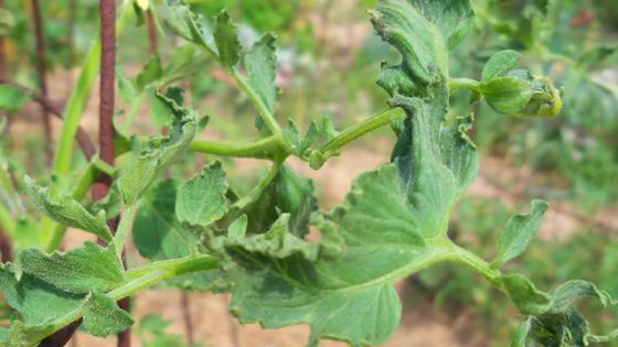 Pomme d’amour: les prix grimpent jusqu’à Rs 150 le demi-kilo