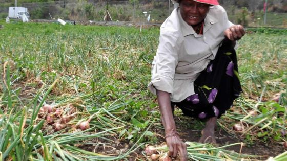 Statistics Mauritius: les cinq principales contraintes des planteurs