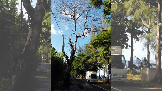 Au Morne: un arbre menace la sécurité des usagers