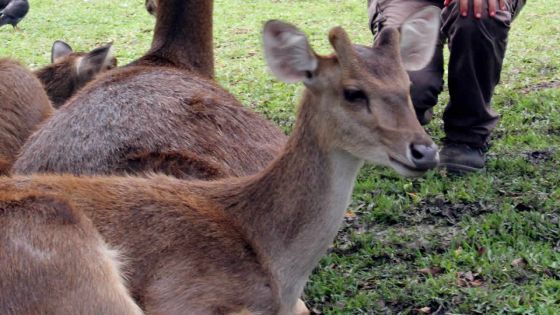 La vente de viande de cerf dans les rues inquiète