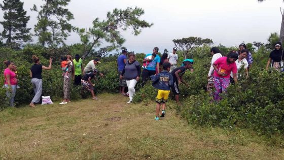 Début de saison: la cueillette des goyaves de Chine…