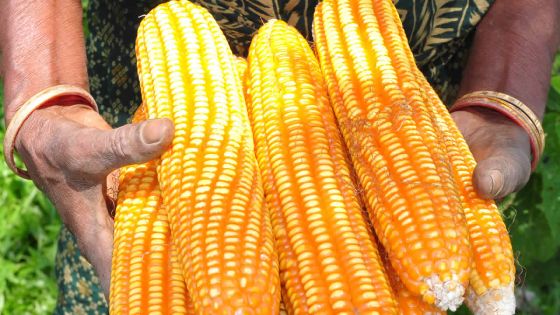 Le maïs de moins en moins cultivé à Maurice