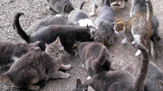 Des chats abandonnés : l’aide se fait attendre