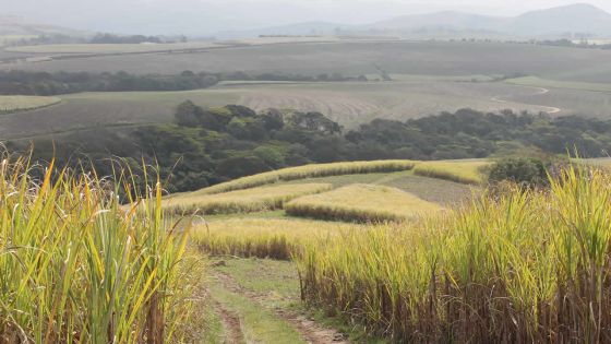 Expansion régionale: Omnicane vise l’Afrique du Sud et le Ghana