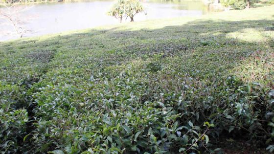 Thé: exportation prometteuse mais production en baisse