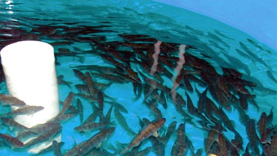 Aquaculture: South Africans invest Rs 1.4 billion