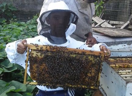 Apiculture : Dans l’univers bourdonnant de Michaël Lafrance
