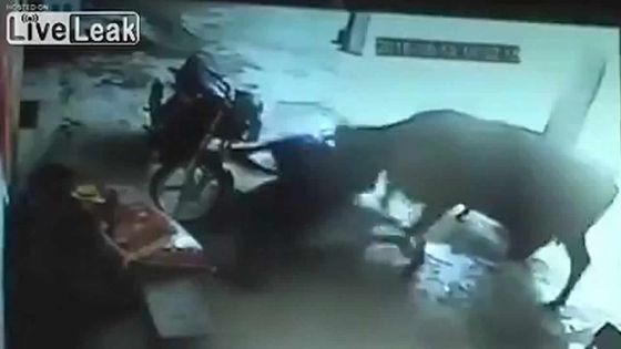 «Crime d’honneur» en Inde: une vache tente en vain de sauver une adolescente