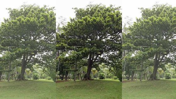 Un terminalia menaçant à Souillac
