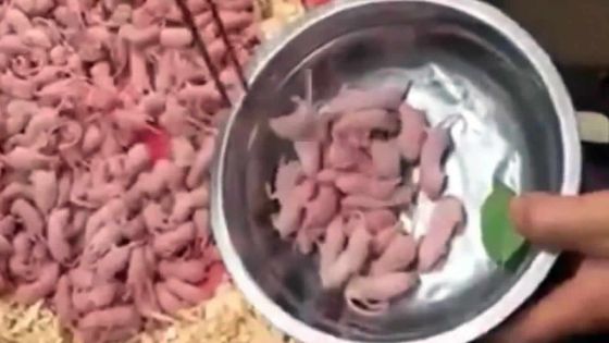 Il mange des bébés souris
