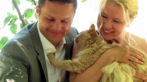 Ils se marient entourés de 1100 chats