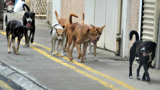 Chiens errants : un nouvel organisme sera responsable de la capture