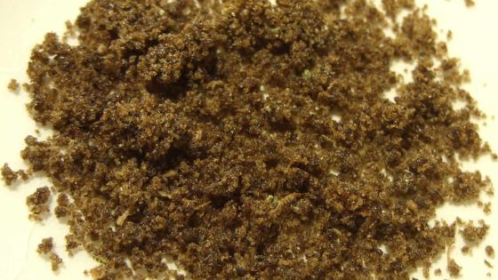 Dans sa cellule: tentative de suicide du meurtrier présumé de Vidhi Bumma