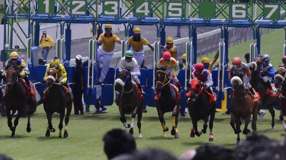 Covid-19 : des propriétaires de chevaux affirment être «sans revenus depuis 5 mois»