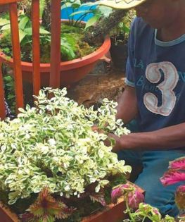 Sivaramen Marday: vivre de la terre malgré un MBA en poche