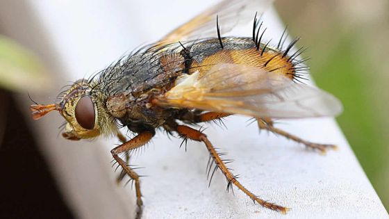 Mouches: 5 astuces pour s’en débarrasser