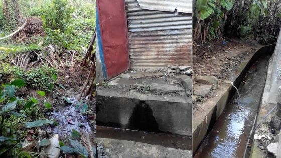 À Vieux-Grand-Port: une famille dit être dérangée par un élevage