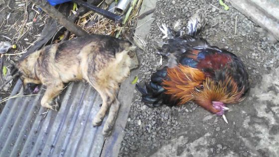 Dans une ferme à Petite-Julie: deux bergers allemands et 50 canards empoisonnés