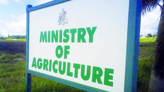 Camp Thorel: des cerfs ravagent les jeunes pousses des chasses