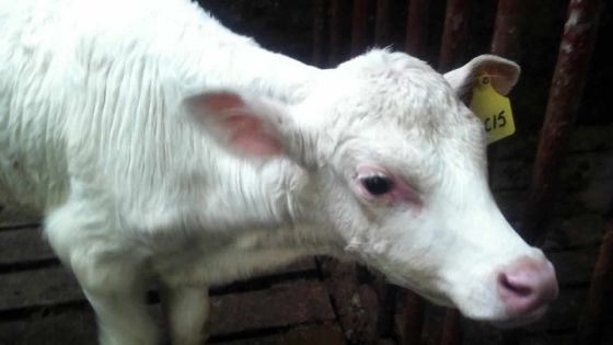 À Port-Louis: des éleveurs se disent privés de subventions depuis 2014