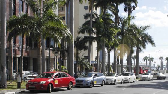 Des palmiers royaux pour embellir Maurice