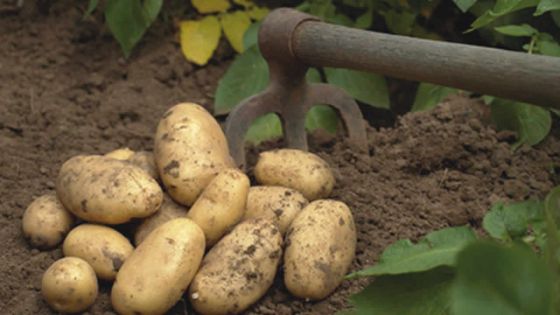Pomme de terre: une production de 17000 tonnes attendue cette année