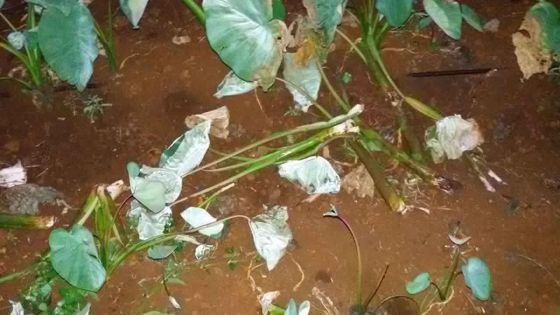 Dans un champ à Triolet: des ‘arouilles’ d’une valeur de Rs 100000 emportées