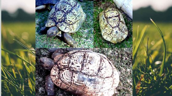 Vol d’une tortue: où est passée Bouba ?