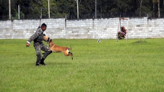[Vidéo exclusive] GIPM (3e partie) : l'épreuve des chiens dressés pour attaquer